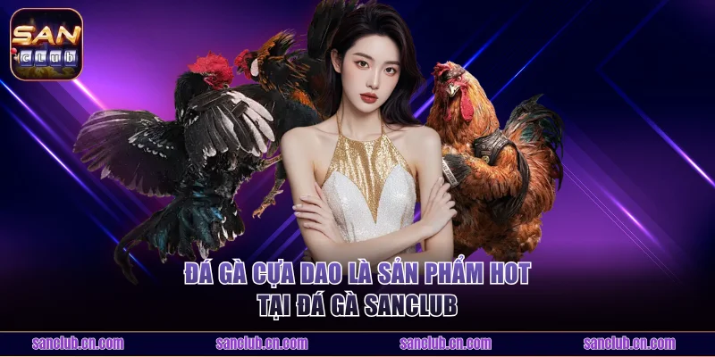 Đá gà cựa dao là sản phẩm hot tại đá gà Sanclub